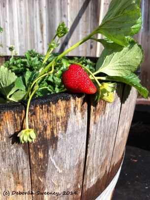 SWE2014 - Strawberry