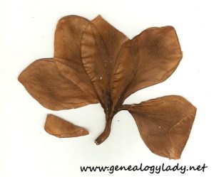 1943-09-20 (RSY) flower